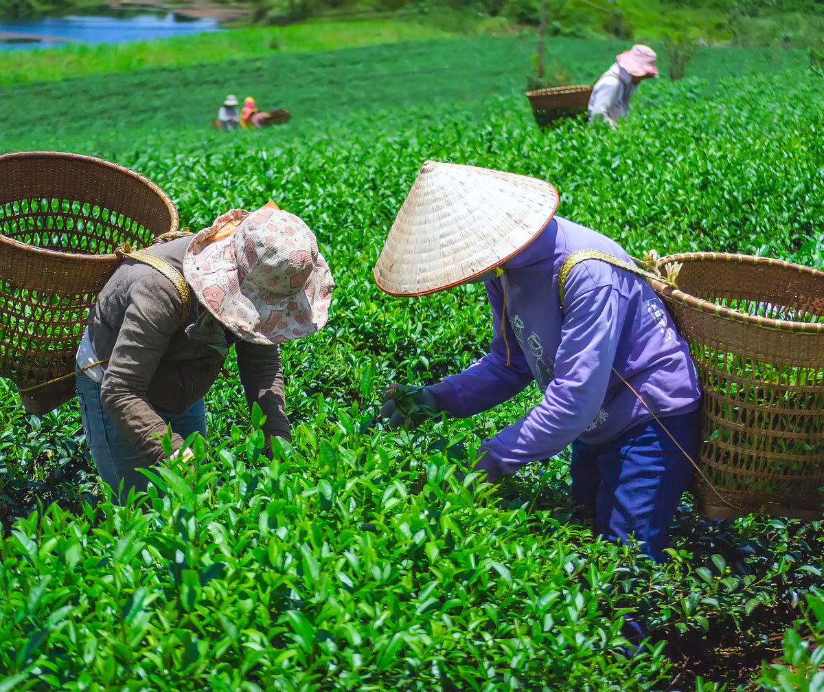 Our Spirit | Two Leaves and a Bud | Organic Tea Company